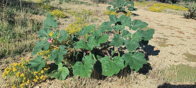Proboscidea parviflora subsp. parviflora photo 7
