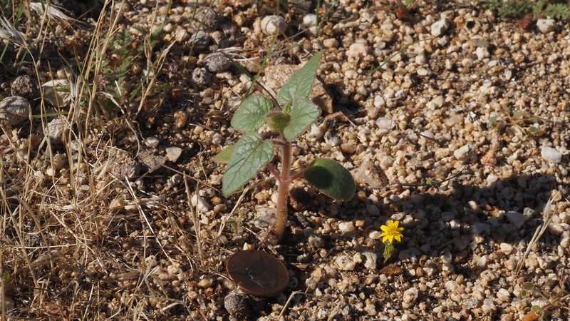 Proboscidea parviflora subsp. parviflora photo 8