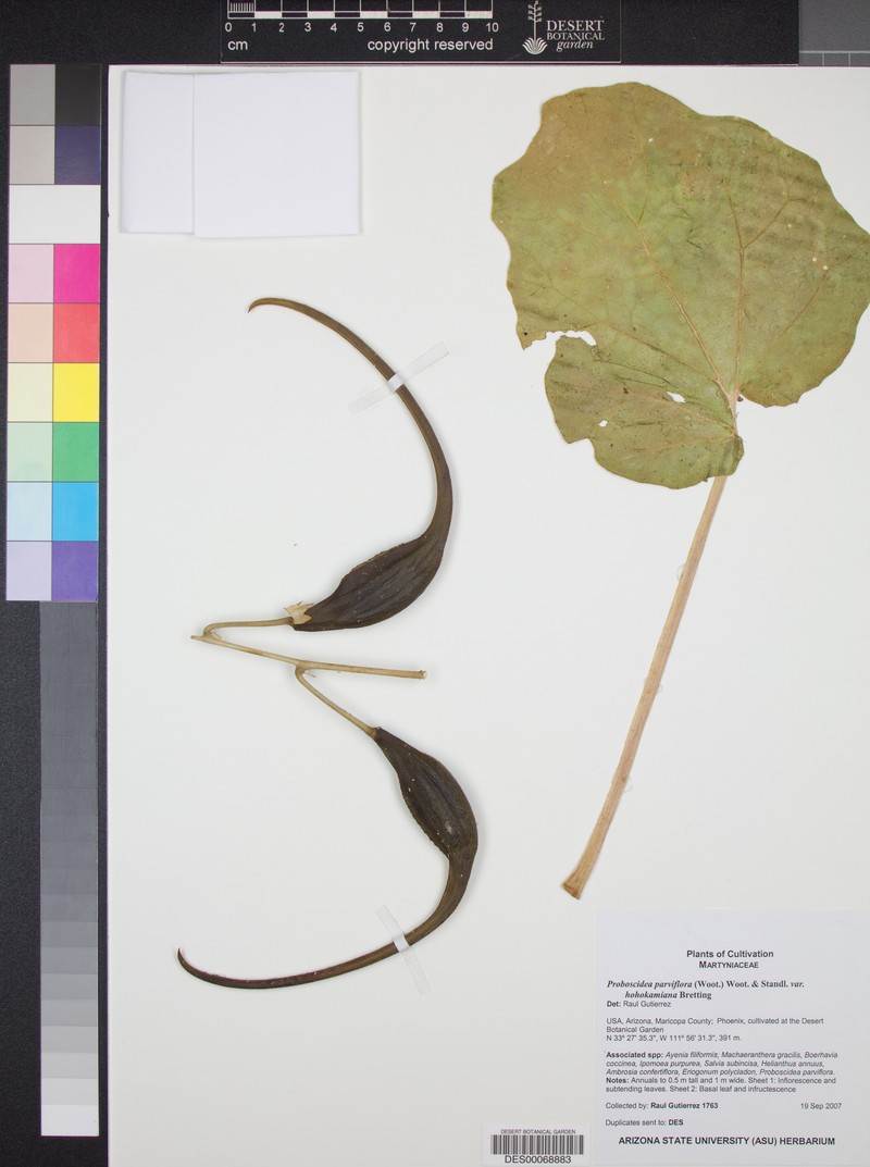 Proboscidea parviflora var. hohokamiana