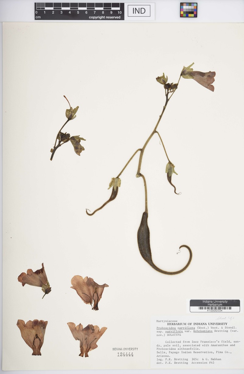 Proboscidea parviflora var. hohokamiana photo 2