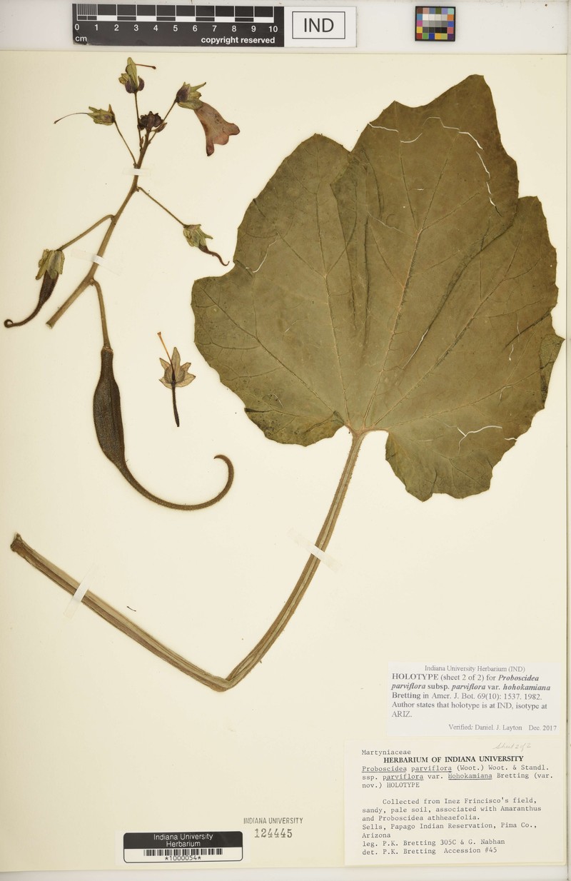 Proboscidea parviflora var. hohokamiana photo 3