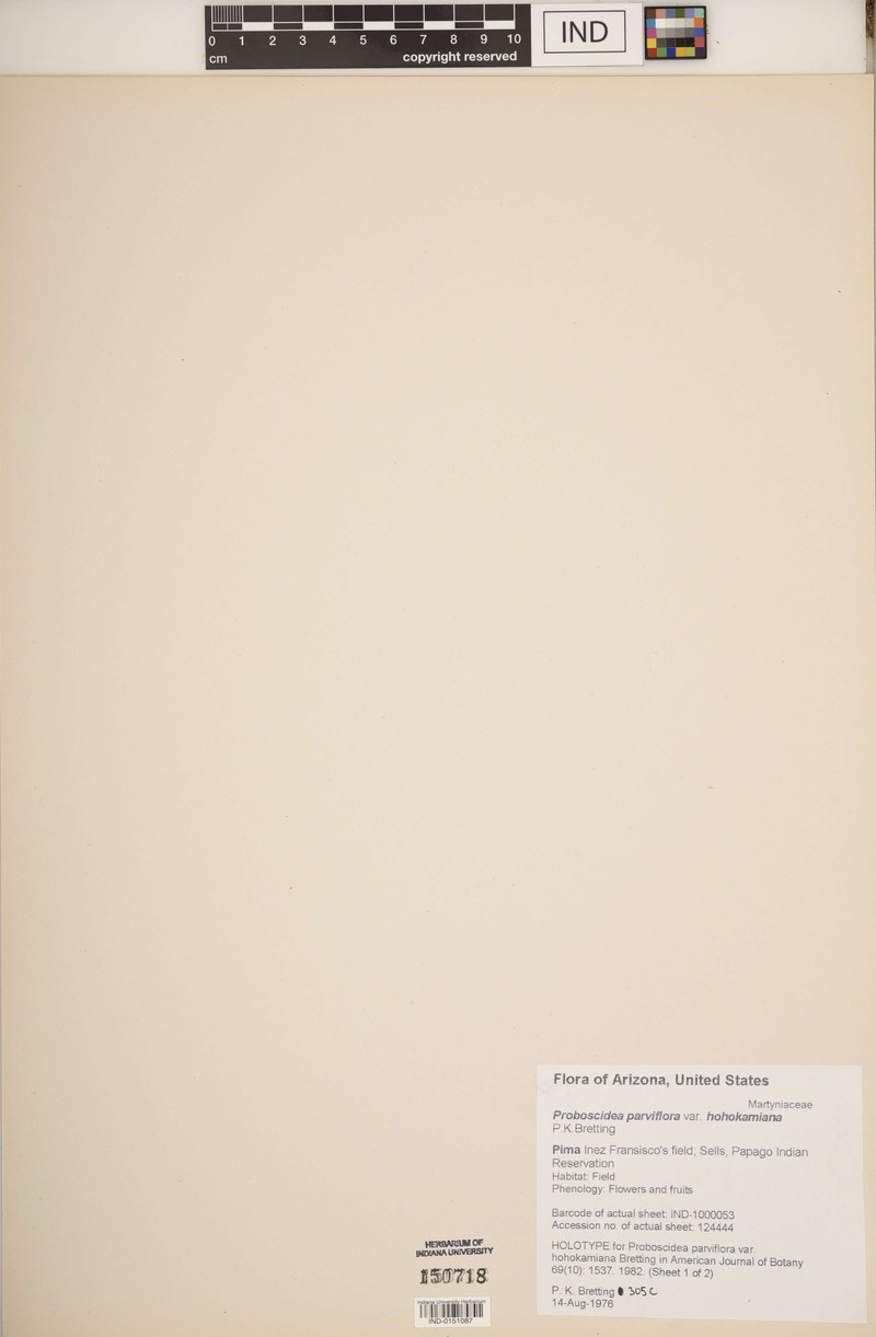 Proboscidea parviflora var. hohokamiana photo 4