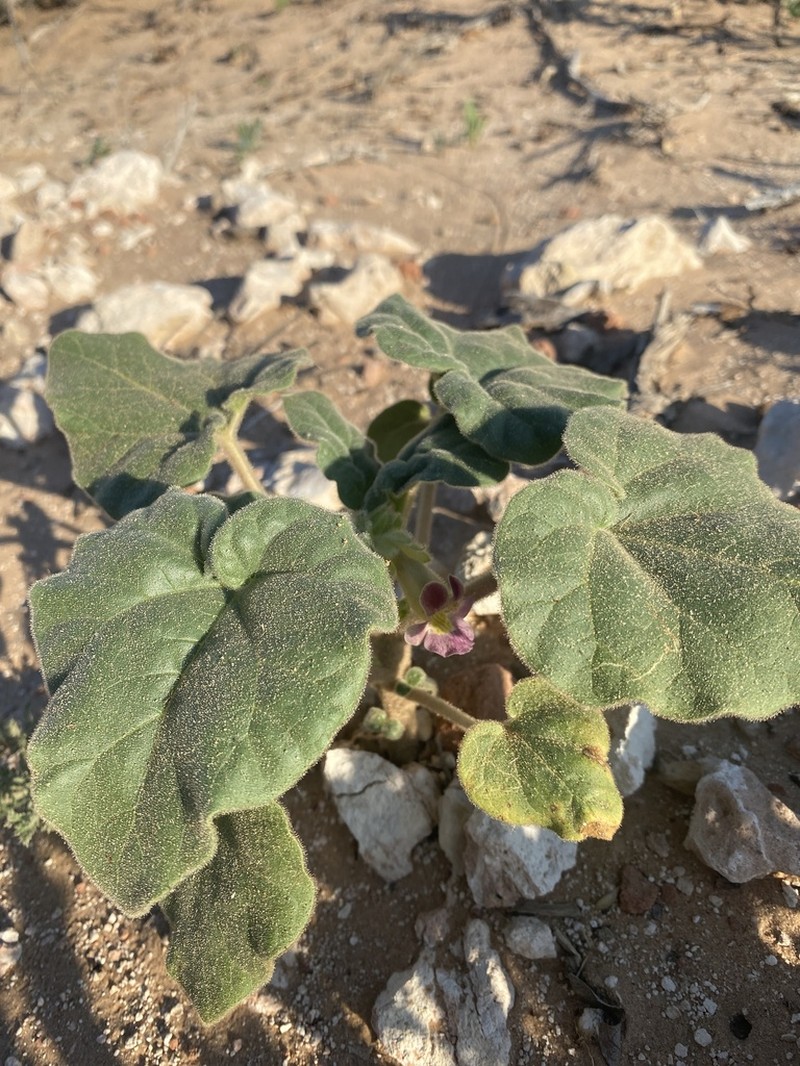 Sanddune Unicorn-Plant
