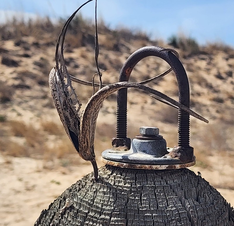 Sanddune Unicorn-Plant photo 2