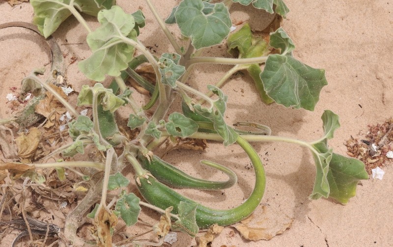 Sanddune Unicorn-Plant photo 3