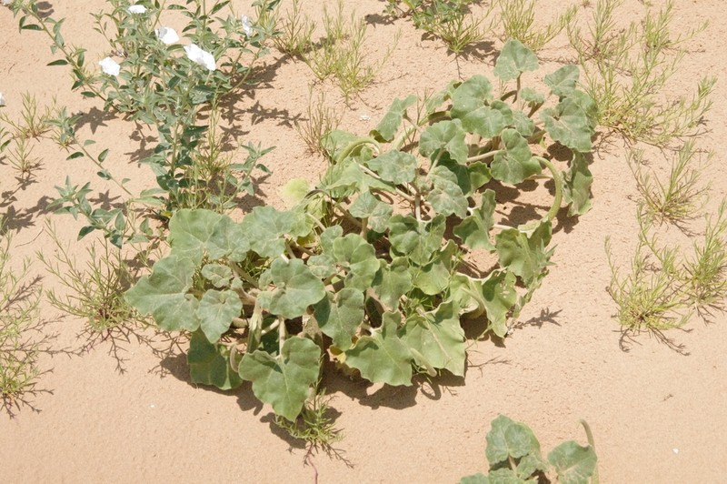 Sanddune Unicorn-Plant photo 4