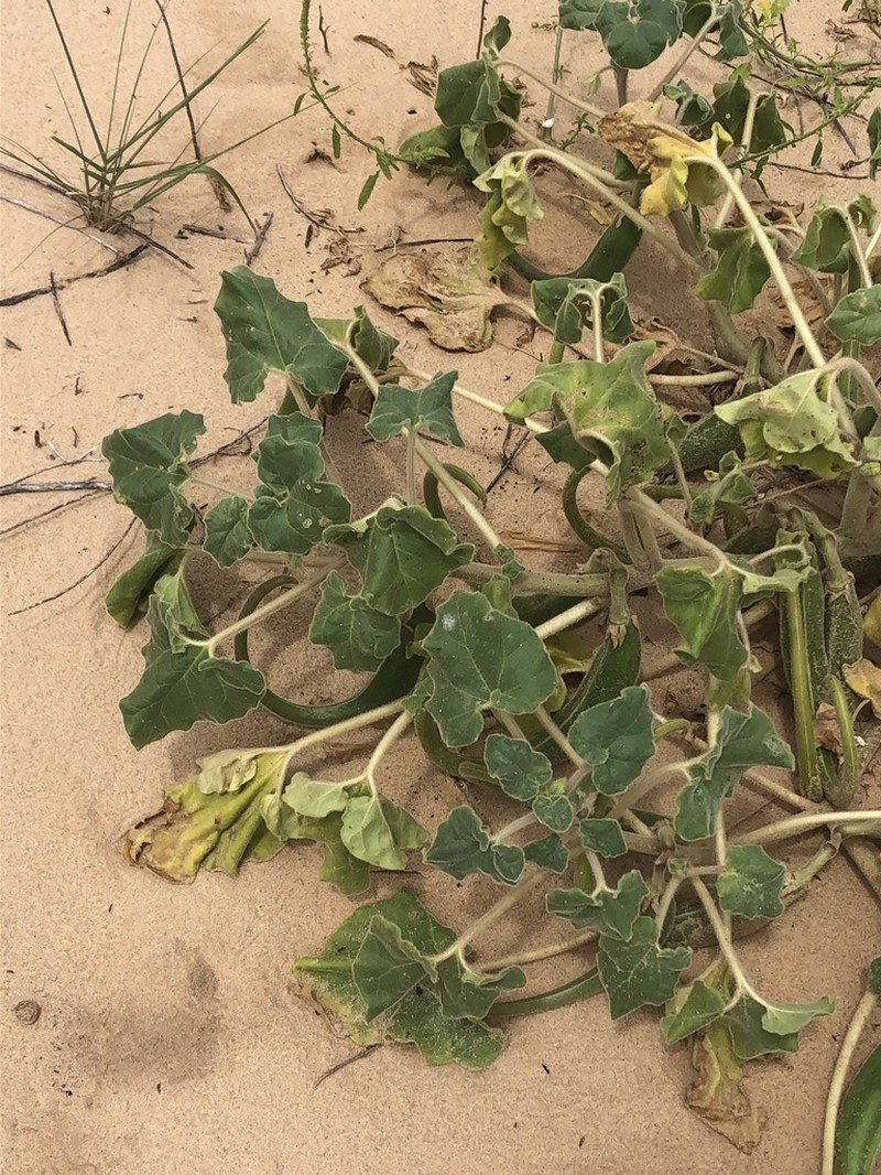 Sanddune Unicorn-Plant photo 5