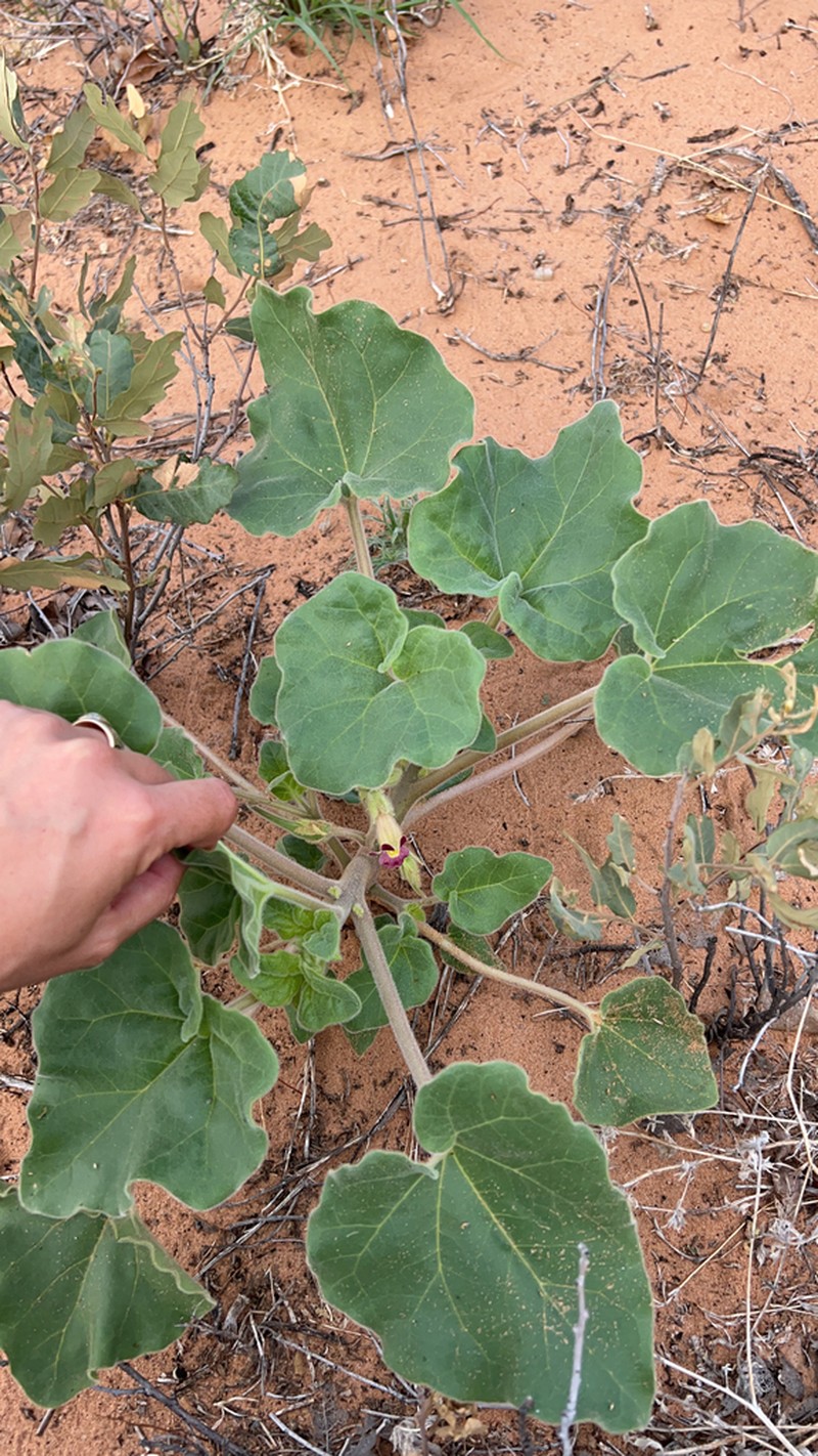 Sanddune Unicorn-Plant photo 6