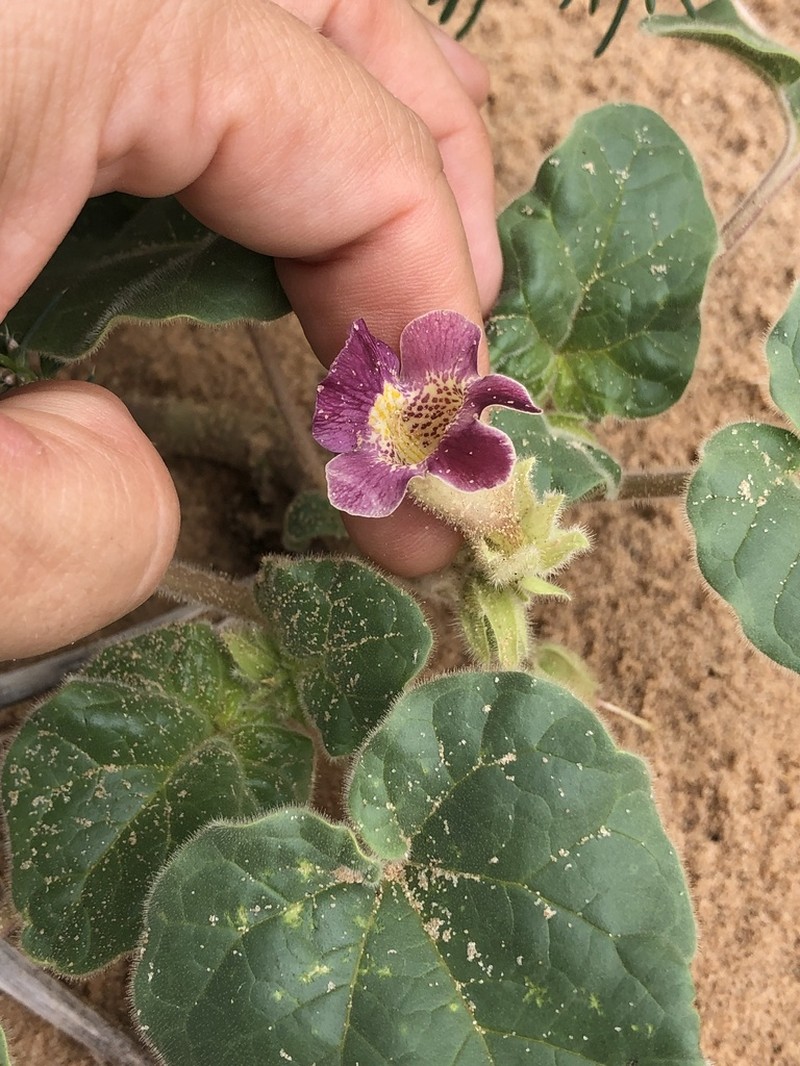 Sanddune Unicorn-Plant photo 7