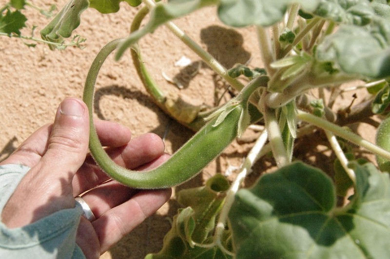 Sanddune Unicorn-Plant photo 8