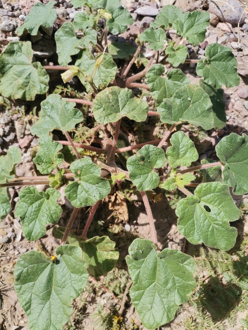 New Mexico Unicorn-Plant