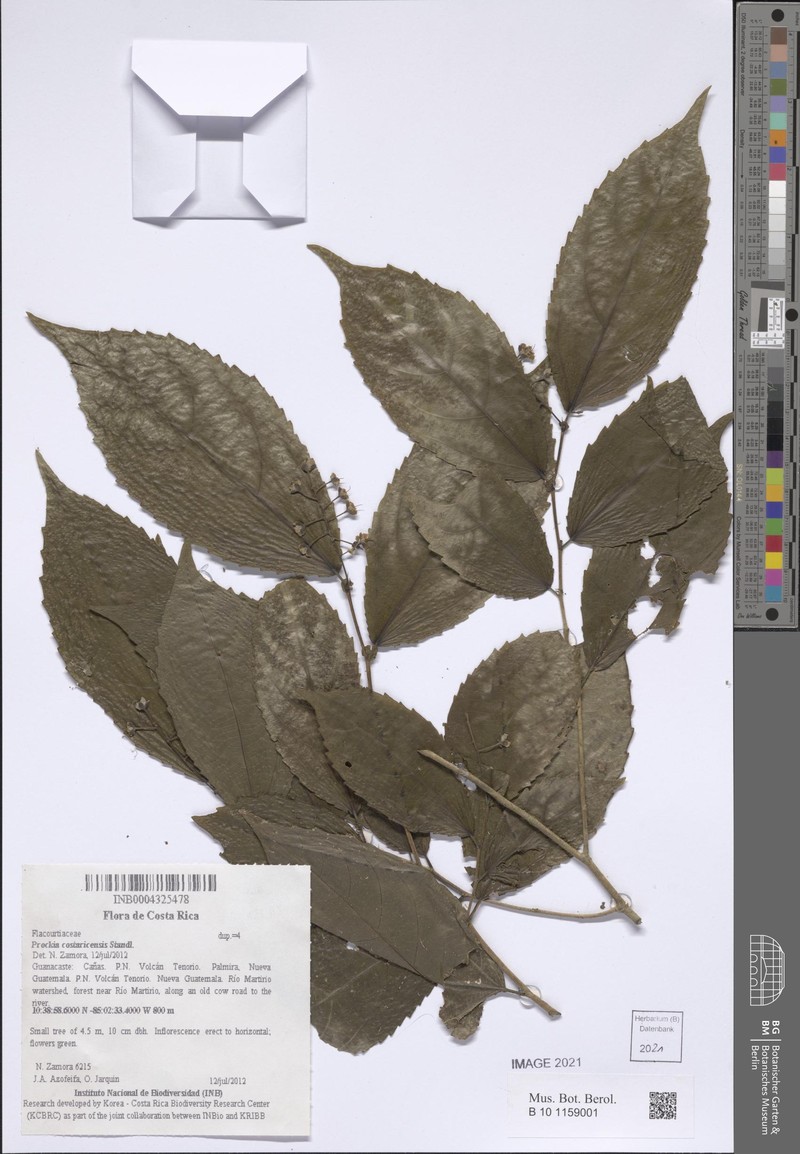 Prockia costaricensis