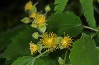 Guasimilla