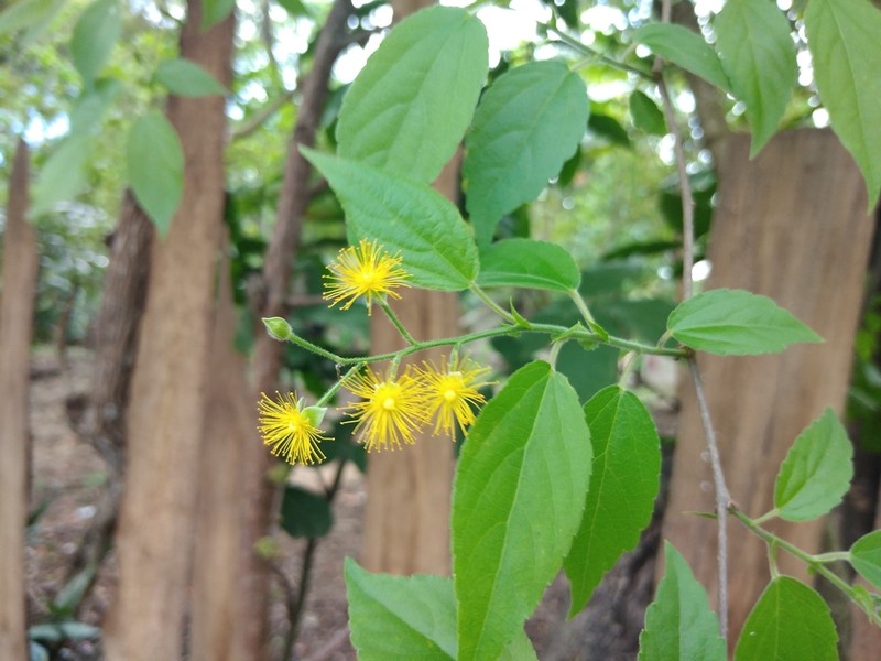 Guasimilla photo 2