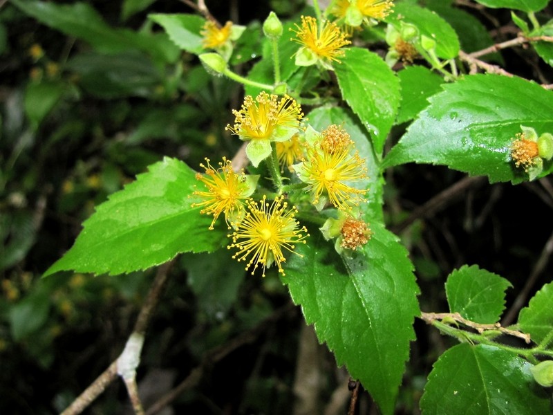 Guasimilla photo 5