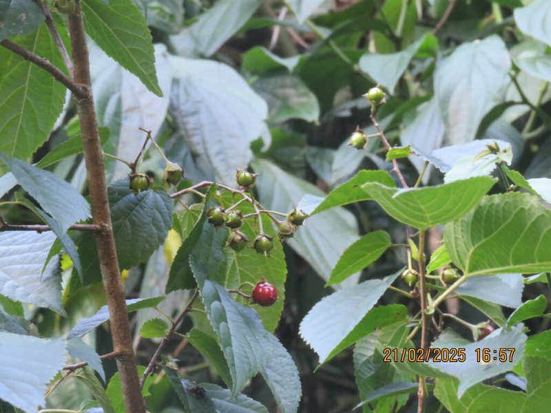 Guasimilla photo 6