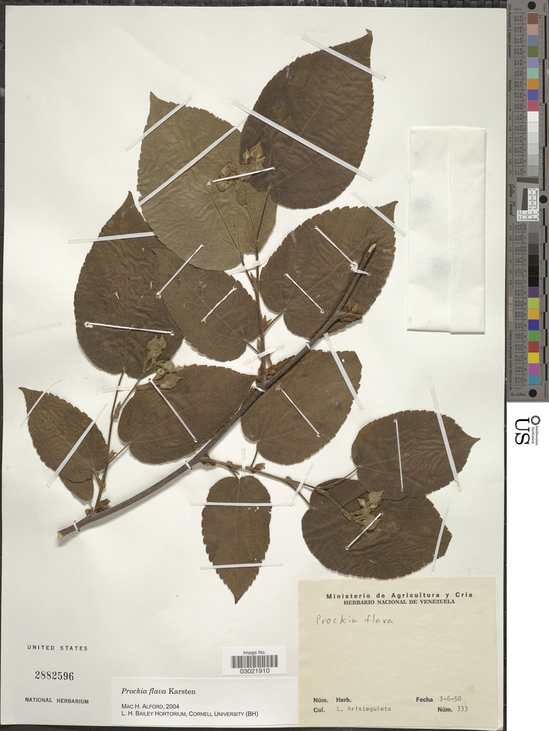 Prockia flava
