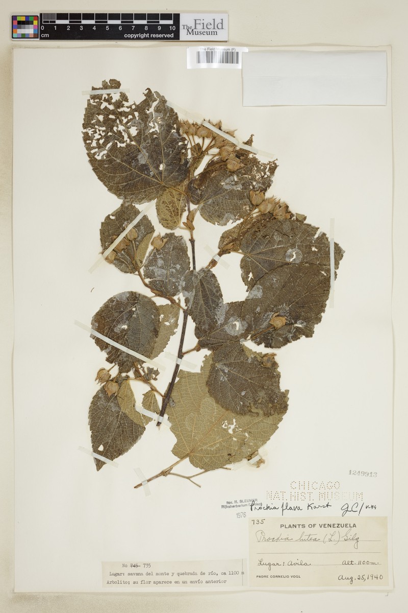Prockia flava photo 3
