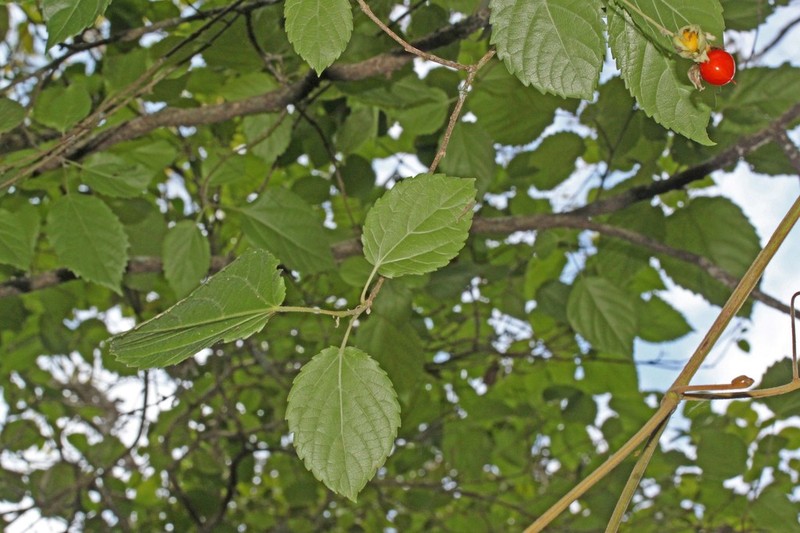 Prockia pentamera photo 4