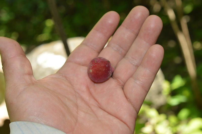 Prockia pentamera photo 7