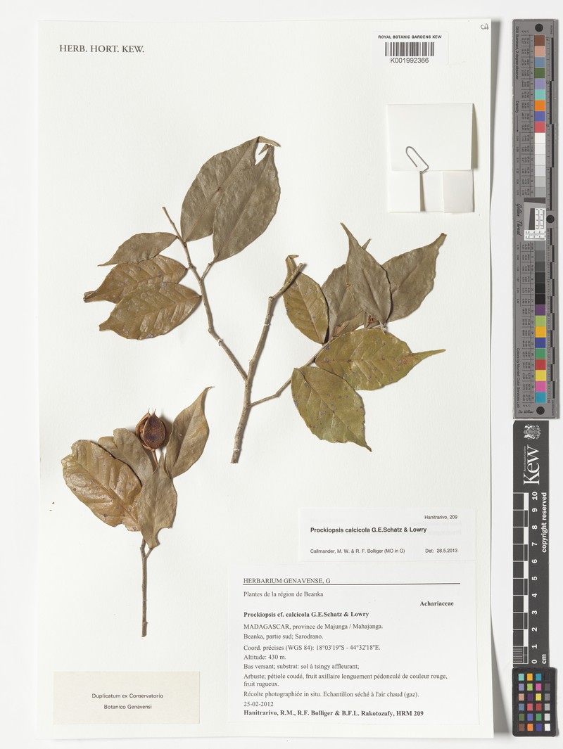 Prockiopsis calcicola