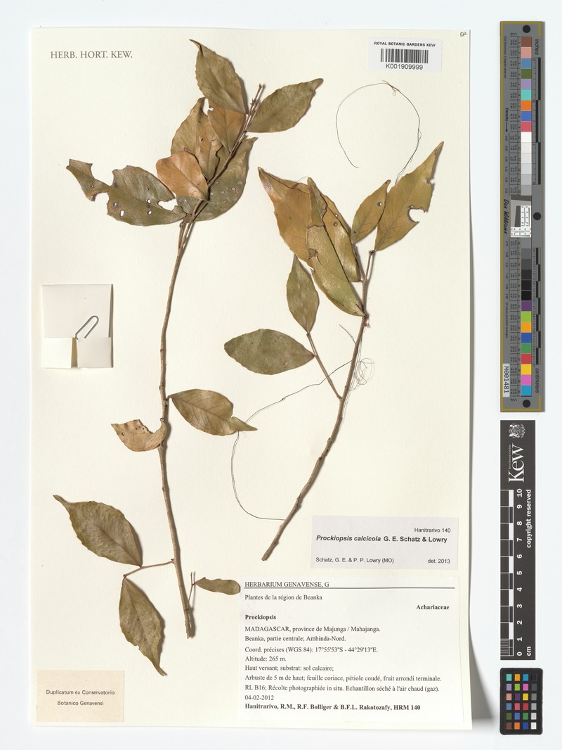 Prockiopsis calcicola photo 2
