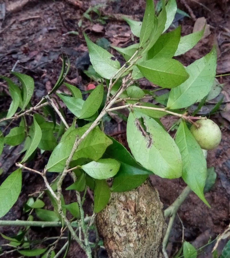 Prockiopsis hildebrandtii photo 2