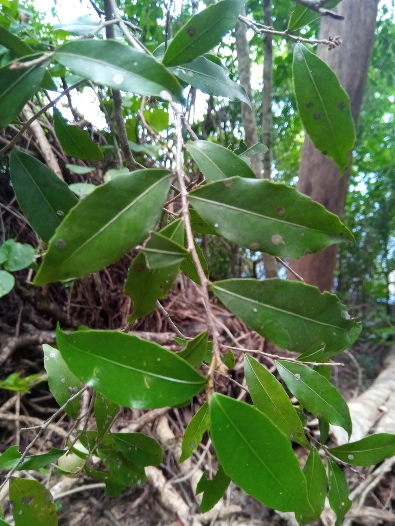 Prockiopsis hildebrandtii photo 4