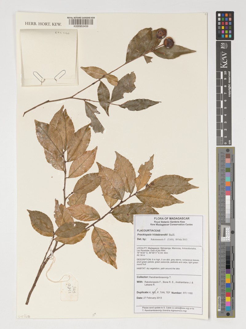 Prockiopsis hildebrandtii photo 5