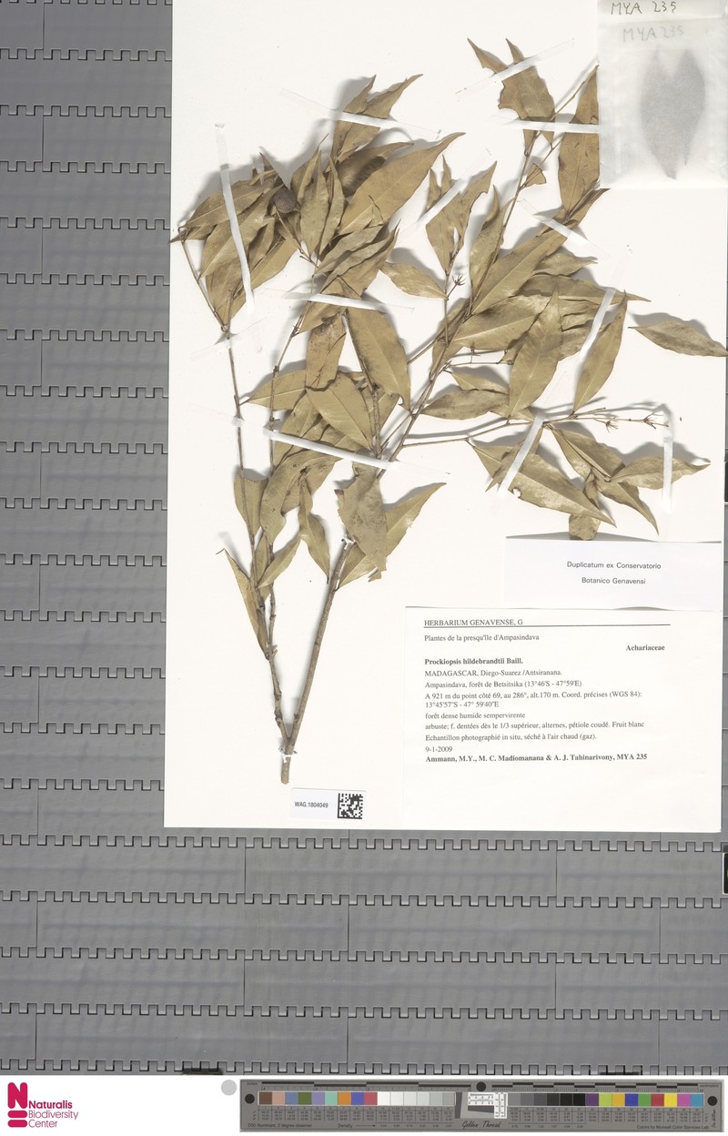 Prockiopsis hildebrandtii photo 6