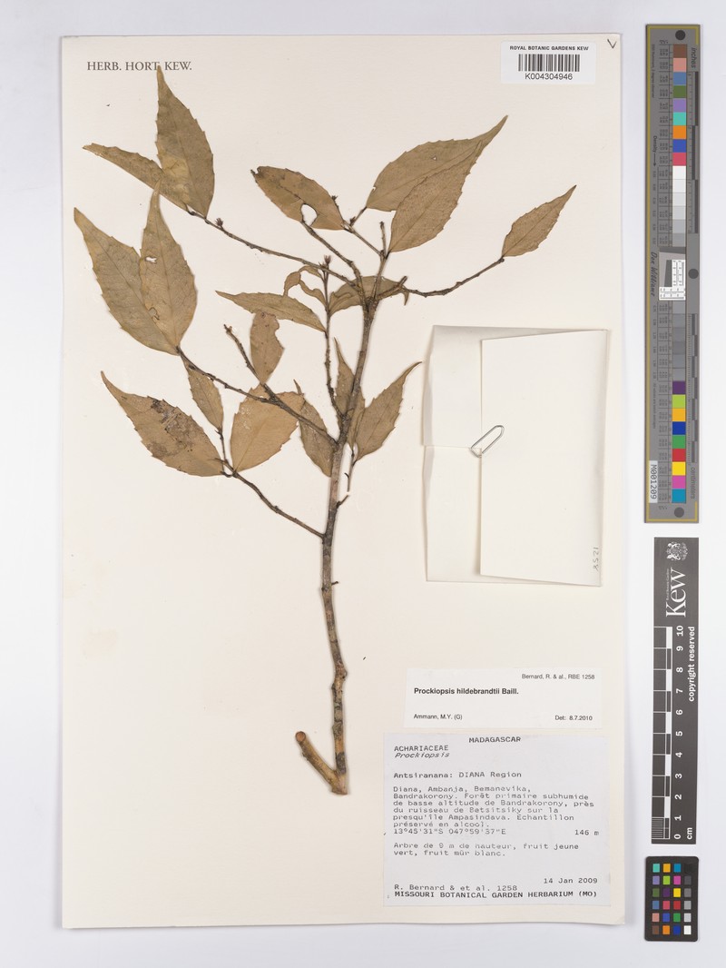 Prockiopsis hildebrandtii photo 7