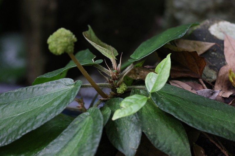 Procris acaulis