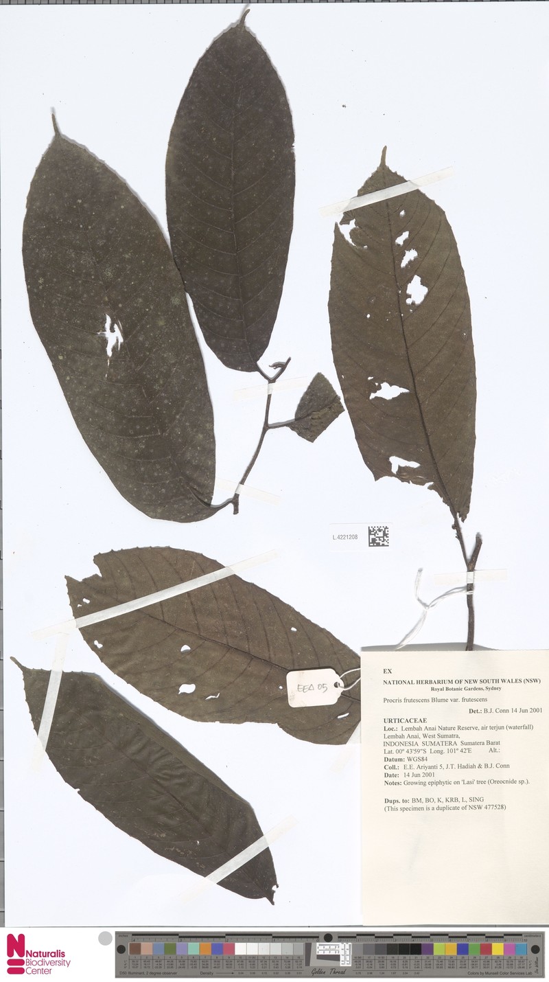 Procris frutescens var. frutescens