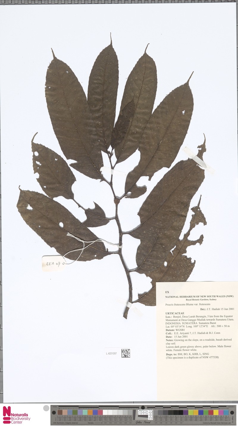 Procris frutescens var. frutescens photo 2