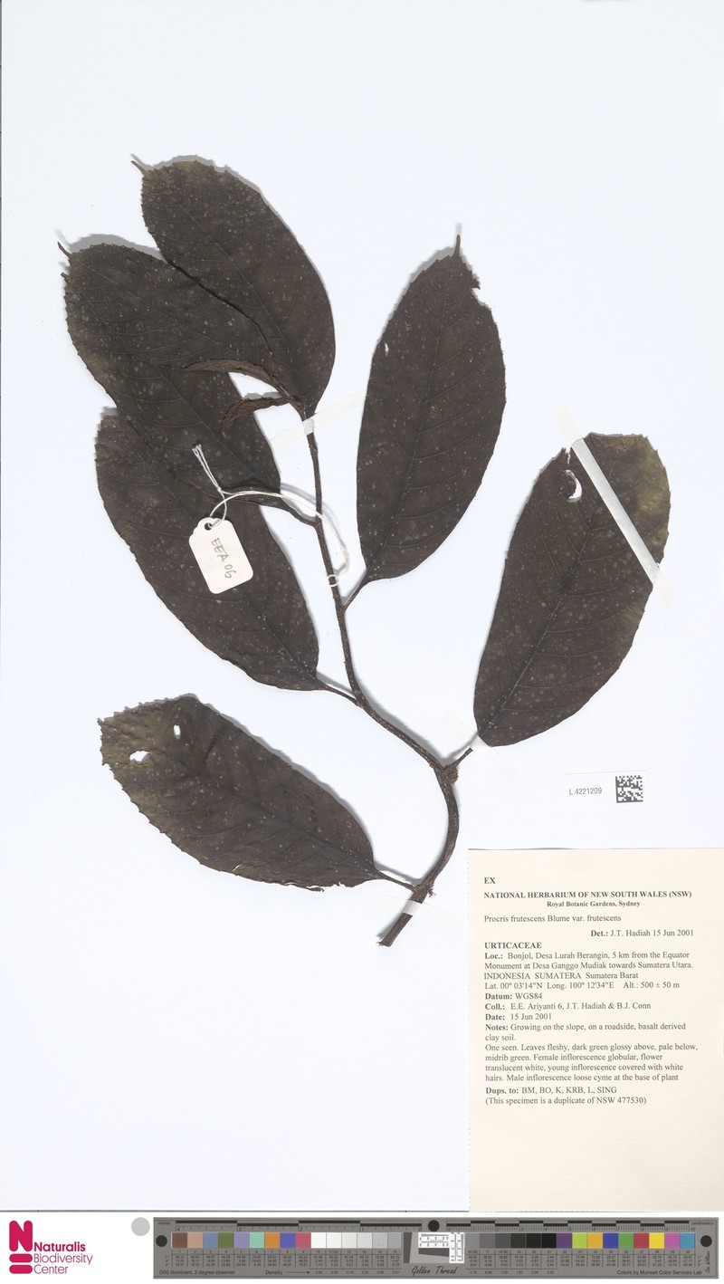Procris frutescens var. frutescens photo 3