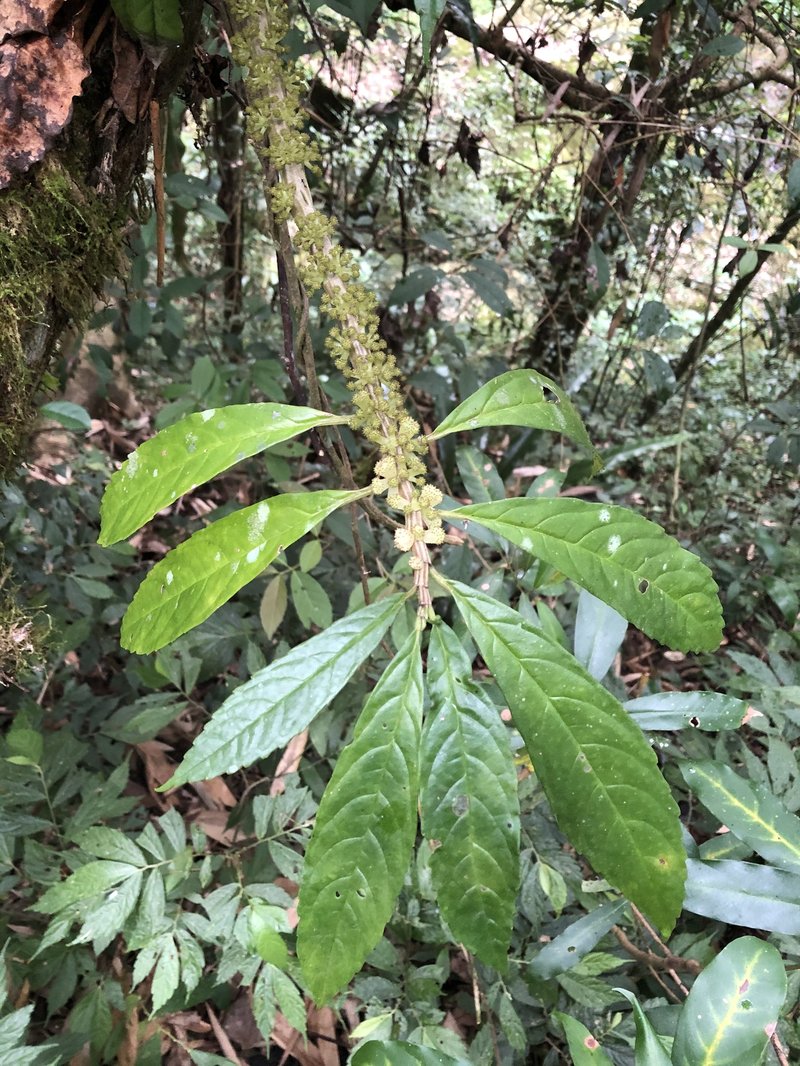 Procris pedunculata photo 3