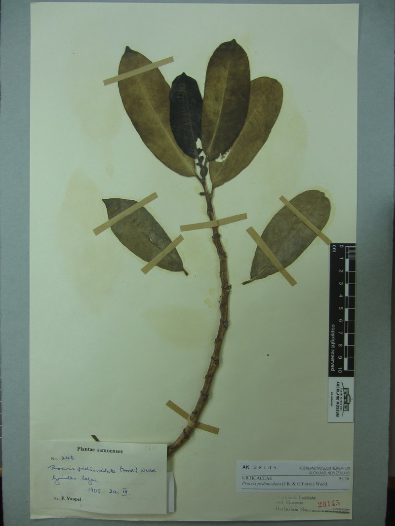 Procris pedunculata photo 4