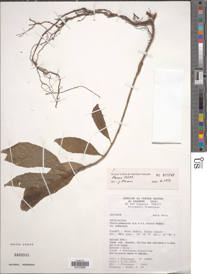 Procris pedunculata var. pedunculata