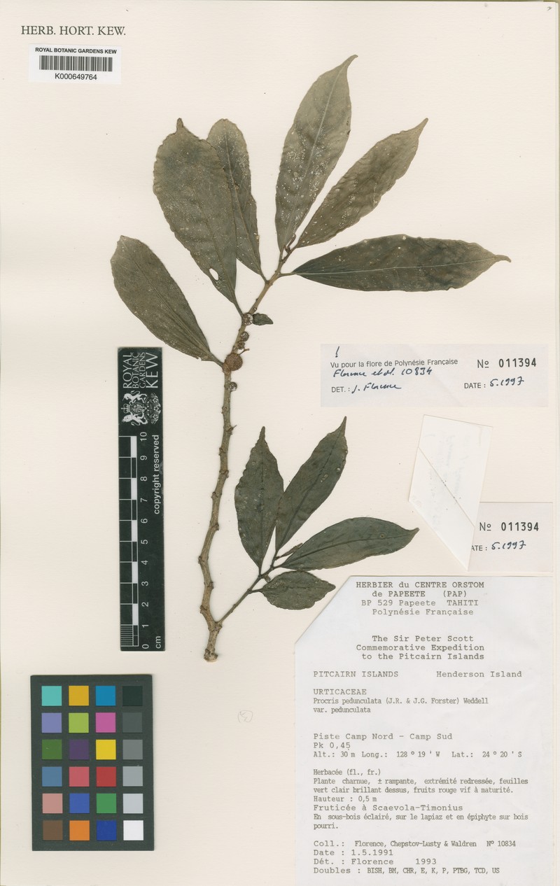 Procris pedunculata var. pedunculata photo 2