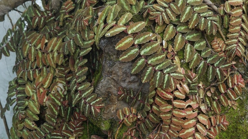 Procris repens
