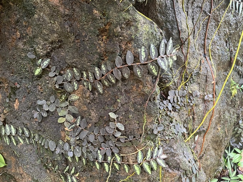 Procris repens photo 2