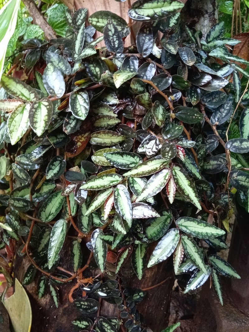 Procris repens photo 3