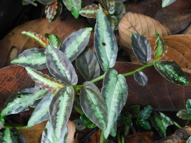 Procris repens photo 4