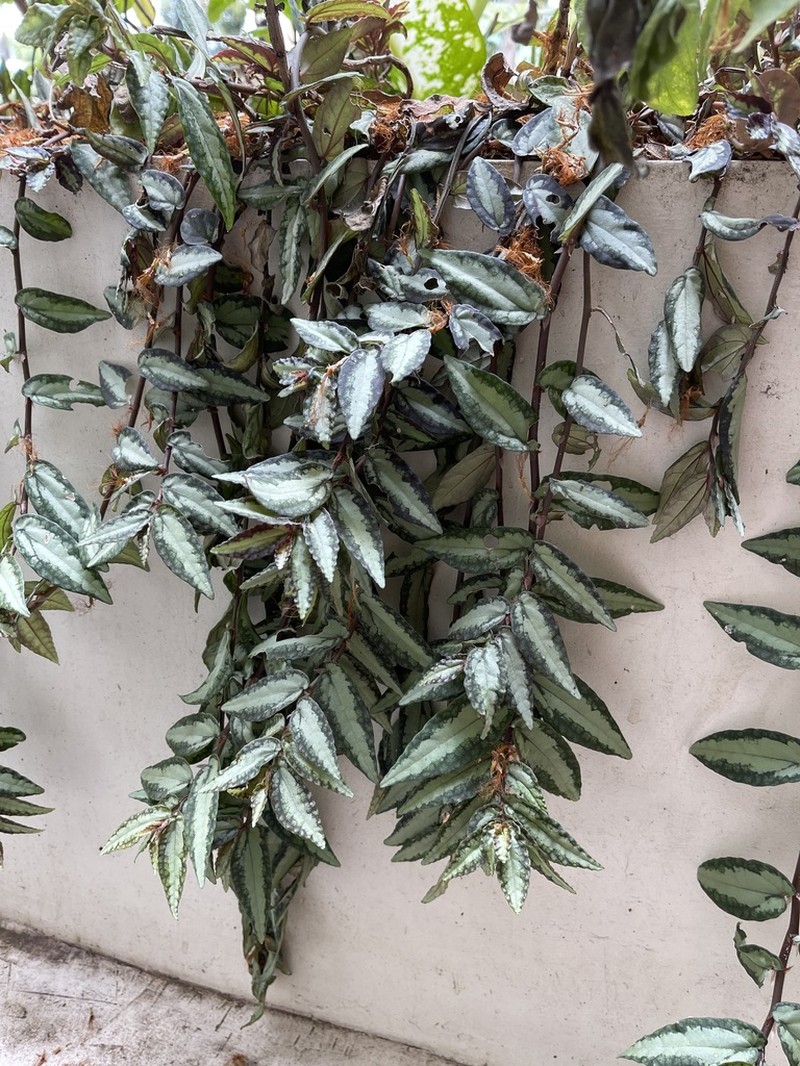 Procris repens photo 5