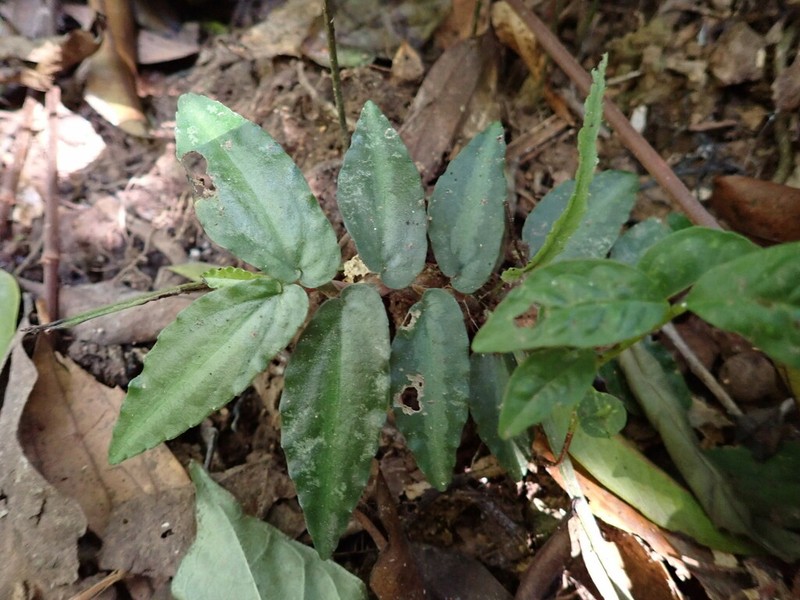 Procris repens photo 6