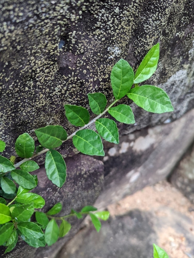 Procris repens photo 7