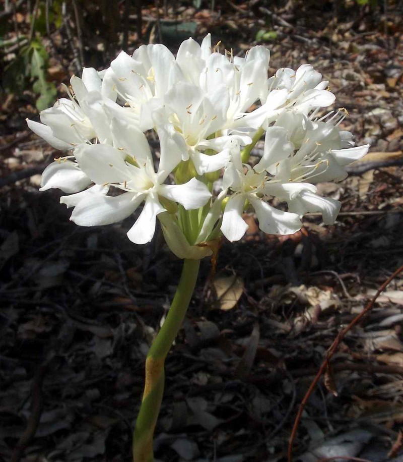 Proiphys amboinensis photo 5