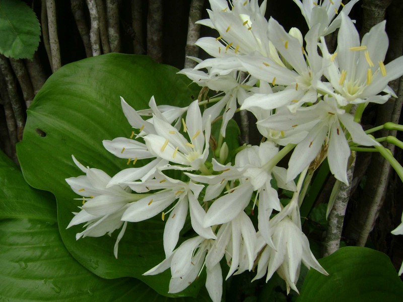 Proiphys amboinensis photo 2