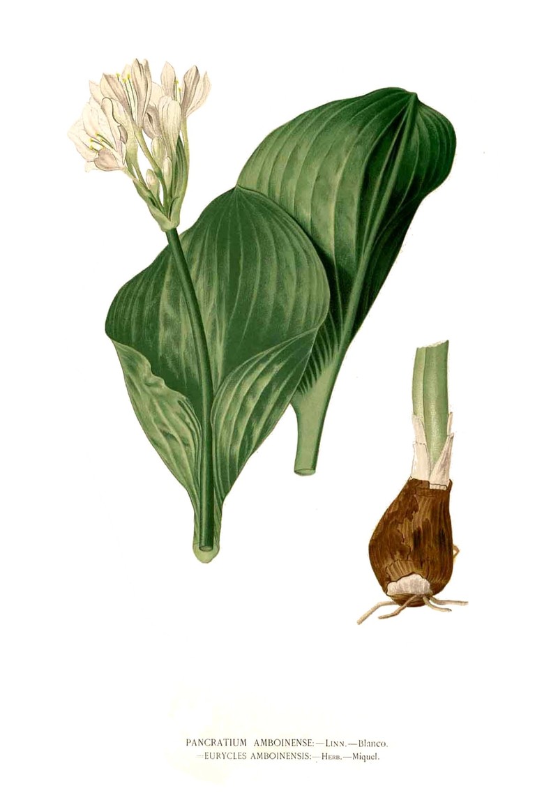 Proiphys amboinensis photo 3