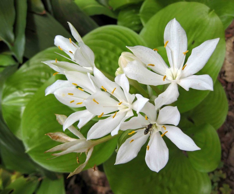 Proiphys amboinensis photo 4
